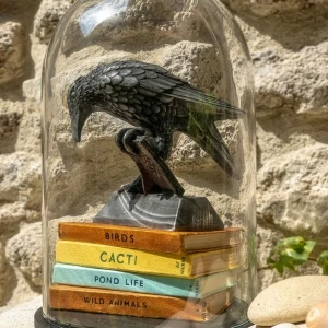 Rook With A Book In Dome Rook With A Book In Dome
