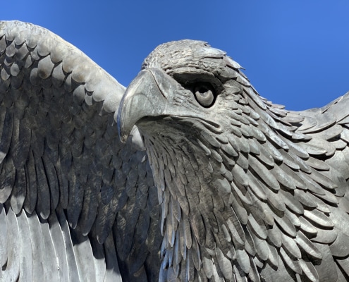 Triberg Eagle Thrussells - Greifvogel Und Eulenpark - Germany. head Triberg-Eagle-Thrussells-Greifvogel-Und-Eulenpark-Germany.-head