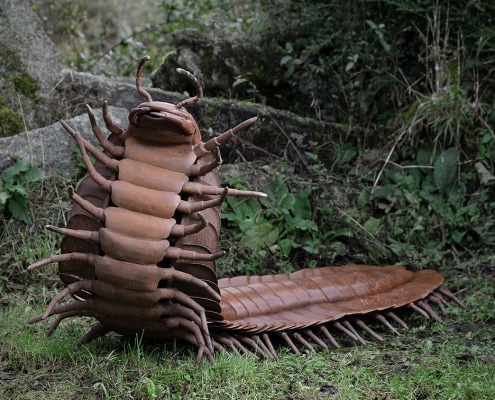 Cenipede-millipede-1-Thrussells
